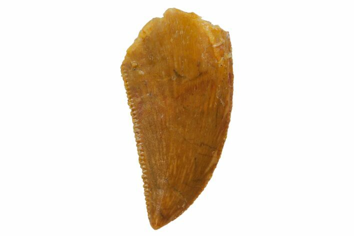 Serrated, Raptor Tooth - Real Dinosaur Tooth #124026